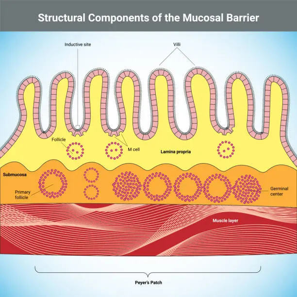 Peyer's patch below mucosal layer