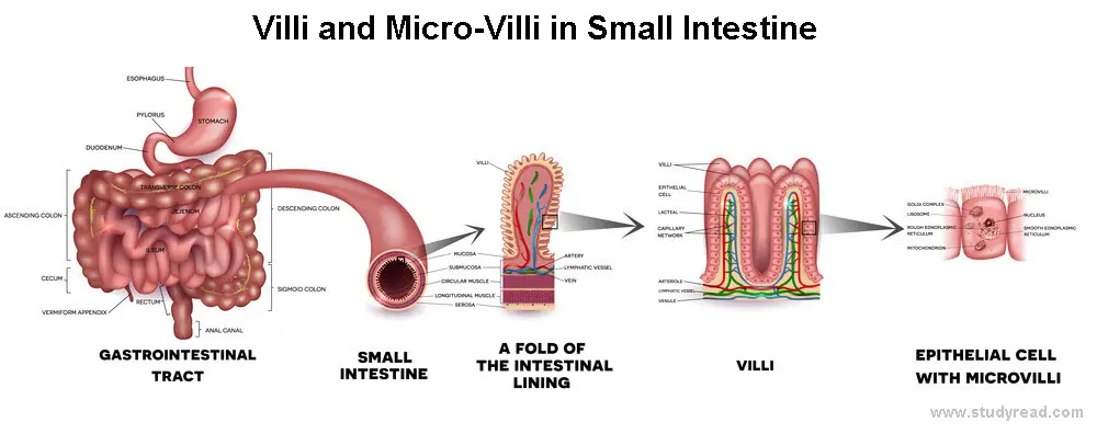 Intestinal inner walls with villi