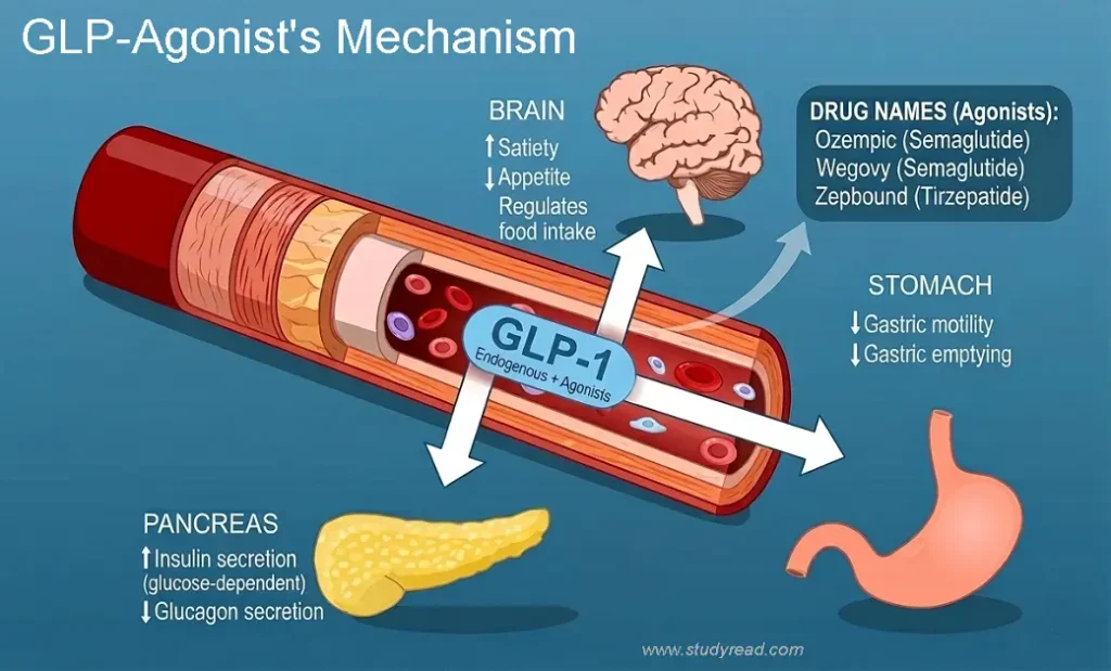 GLP-1 Agonists mechanism