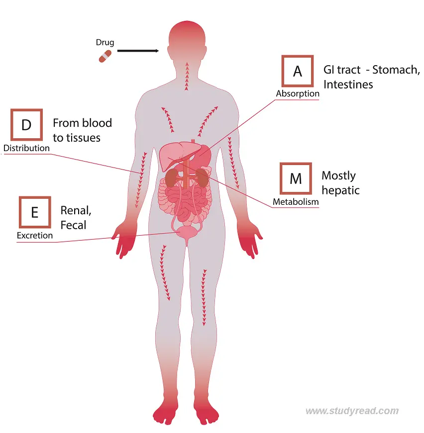 Image showing parmacokinetics processes ADME