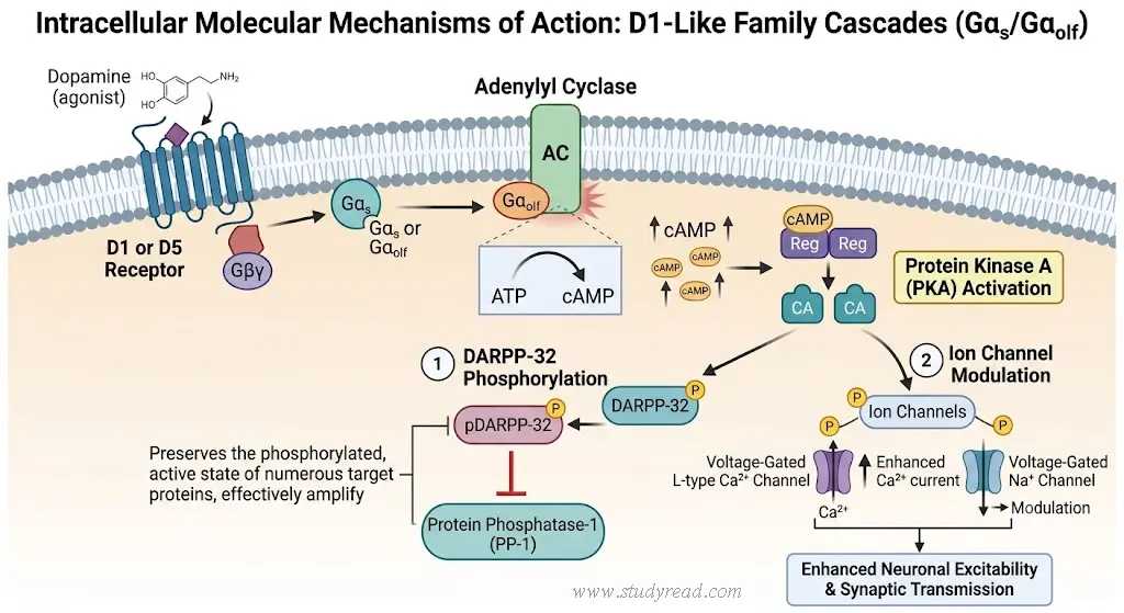D1 like receptor family mechanism of action