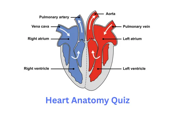 Heart Anatomy Quiz