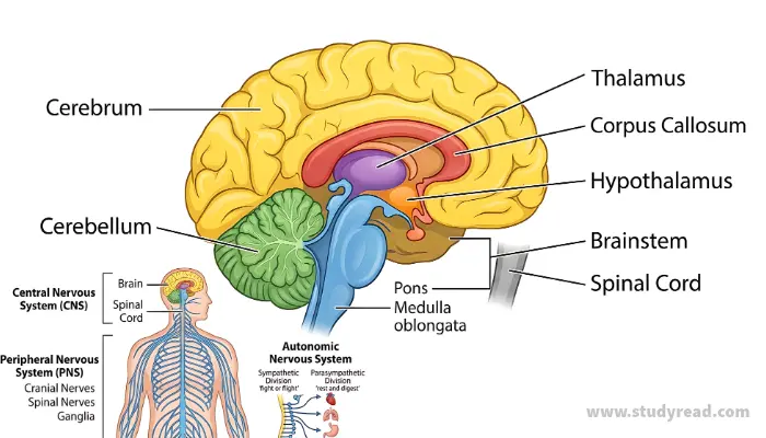 Brain Anatomy Quiz