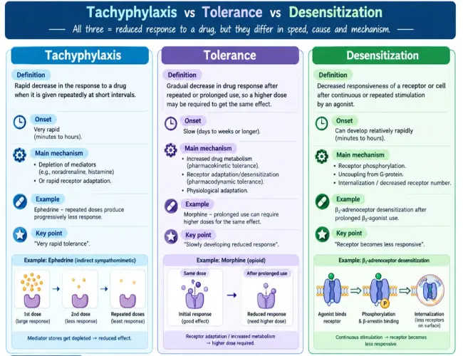 Tachyphylaxis vs Tolerance vs Desensitization